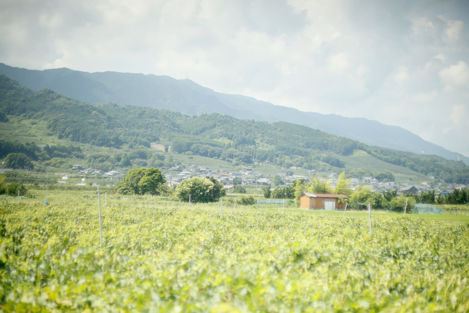 ワイン産地と呼ばれる日のため福岡の酒屋が挑むワインづくり