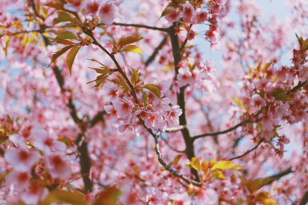 第六章　旅立ちと始まりの季節に