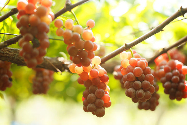 ワイン産地と呼ばれる日のため福岡の酒屋が挑むワインづくり